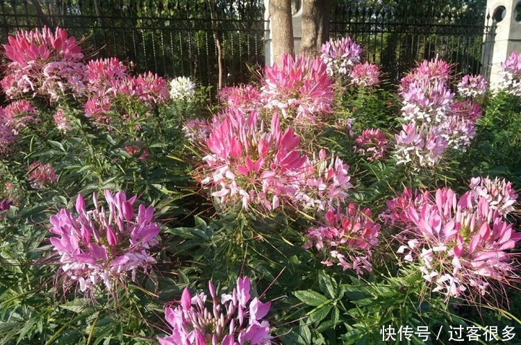 醉蝶花|喜欢养花，就养盆“稀有花卉”变色郁金香，花开会变色，梦幻华贵