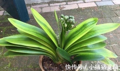 君子兰|大姐养了七年君子兰,只用3种营养肥,不花大钱也能爆盆开花!