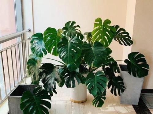 植物|喜欢养花,买一盆烂一盆?问题出在这里,跟着养护专家学起来