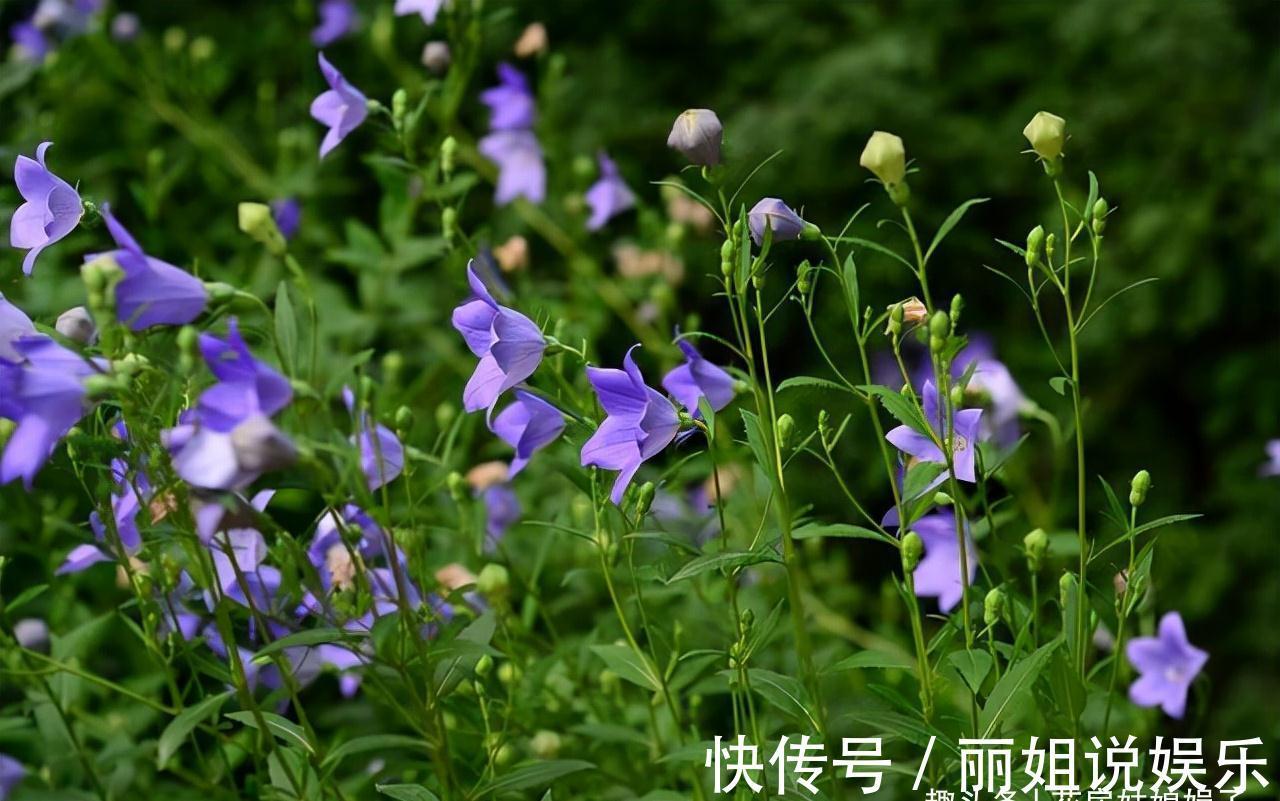 比较耐寒的11种花卉,有的能抵御“零下几十度”低温,漂亮又好养