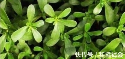 南瓜藤|聪明人都在吃3种食物，美容养生、延缓衰老，早吃早健康！