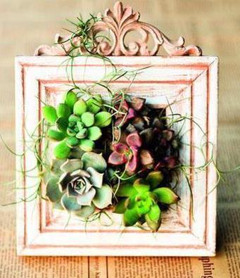 日常小瓶小罐做花器,搭配多肉也美得正好哟