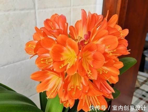 君子兰冬季养护“小妙招”,做2步,生长开花两不误,蹭蹭变群兰