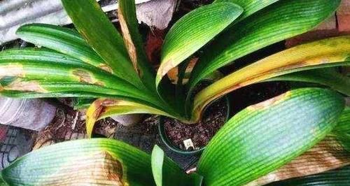 君子兰黄叶不用慌，重新配个土，养一个月就能变绿
