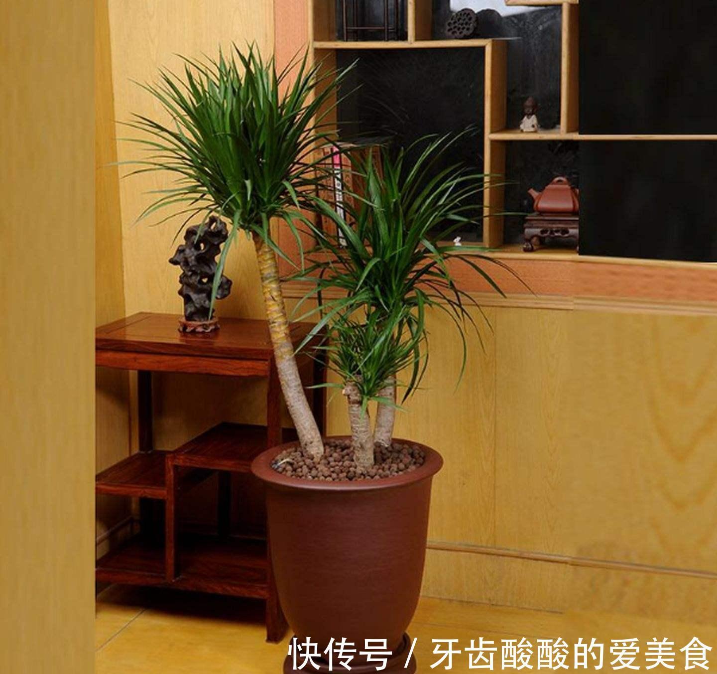 10大健康花,建议养一盆,不但能吸废气制氧气,还好养贵气