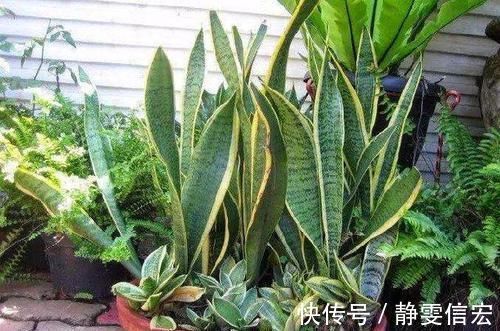 养虎皮兰,营养水7天浇一次,叶子亮又绿,边开花边长芽!