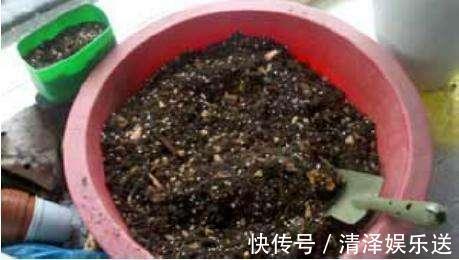 养花|生活垃圾做养花肥，再好不过，月季花用了就猛长！