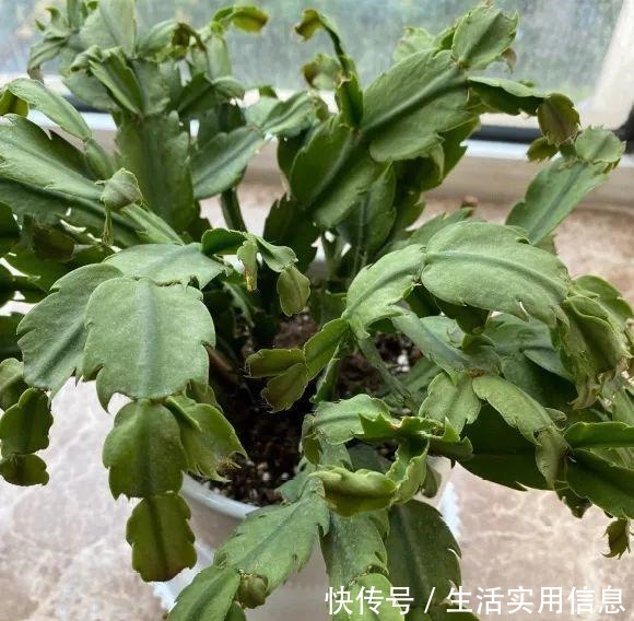 特欠剪的花,越剪越好看,花开不断!特欠剪的花,越剪越好看,花开不断!