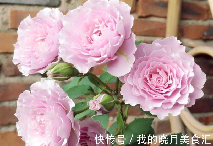 栽培|香味十足的月季蜻蜓,栽培扦插简单,值得园艺新人“踩雷”