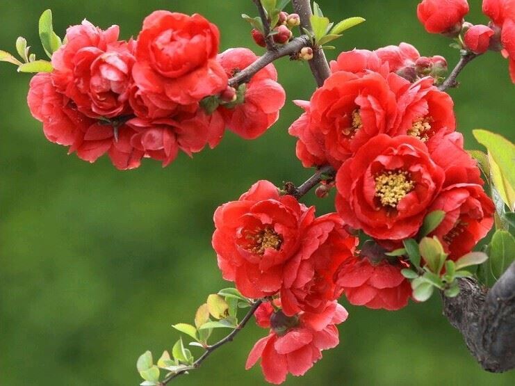 菊花|5种“吉祥花”,古代人也喜欢养,寓意好又富贵,日子越过越舒心