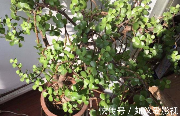 盆栽避开这3点，树马齿笕叶不黄不掉，很快就逆袭成金枝玉叶