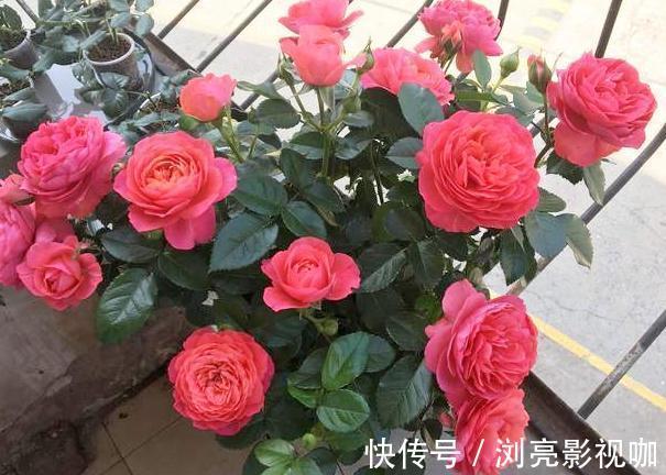 花蕾|养月季和蔷薇如何培养高颜值注意3个问题,个个满树繁花