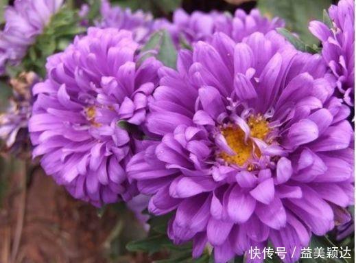 阳台上|4种花漂亮又好养,花期超长又漂亮,一开就停不下来