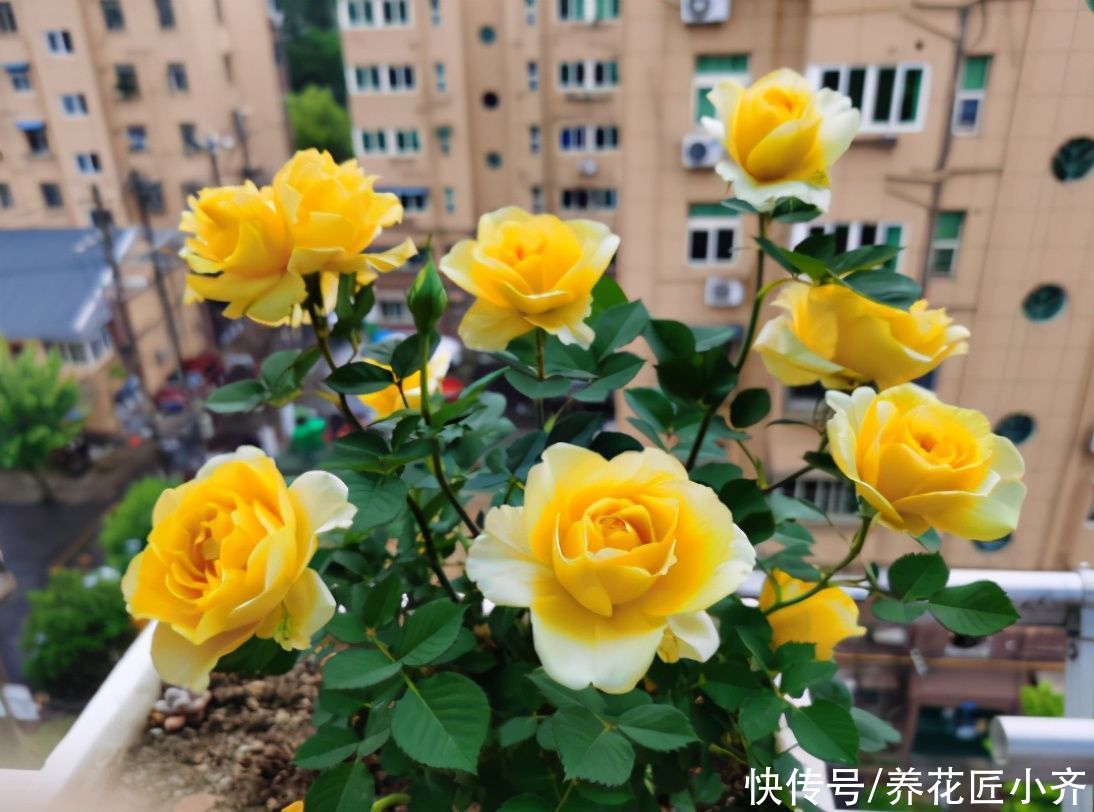 5月养月季指南，把这些“经验”学到，高温之前，还能再开一波