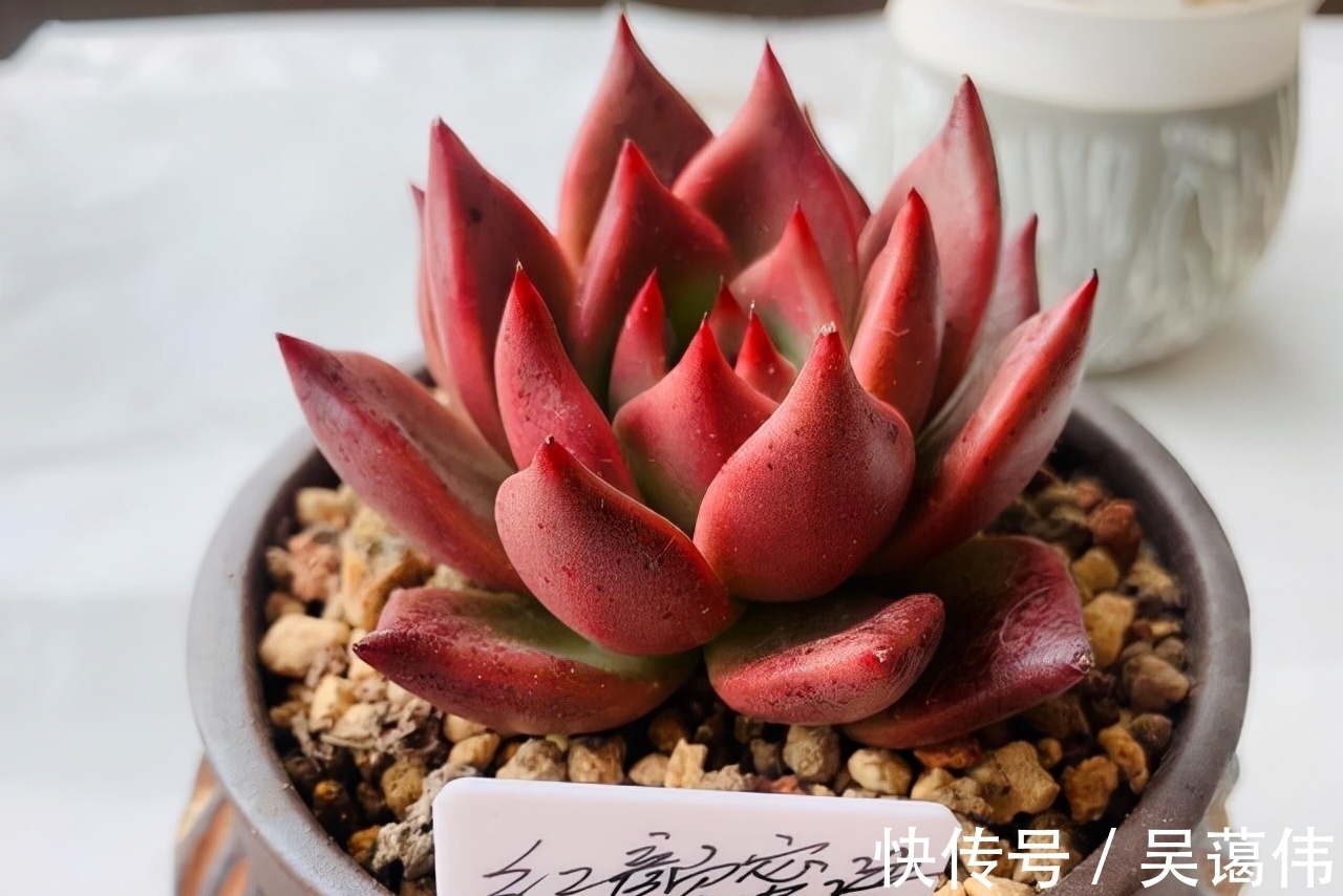 东云系多肉中的6匹黑马,都很漂亮,最后2款太贵了,再喜欢也等等