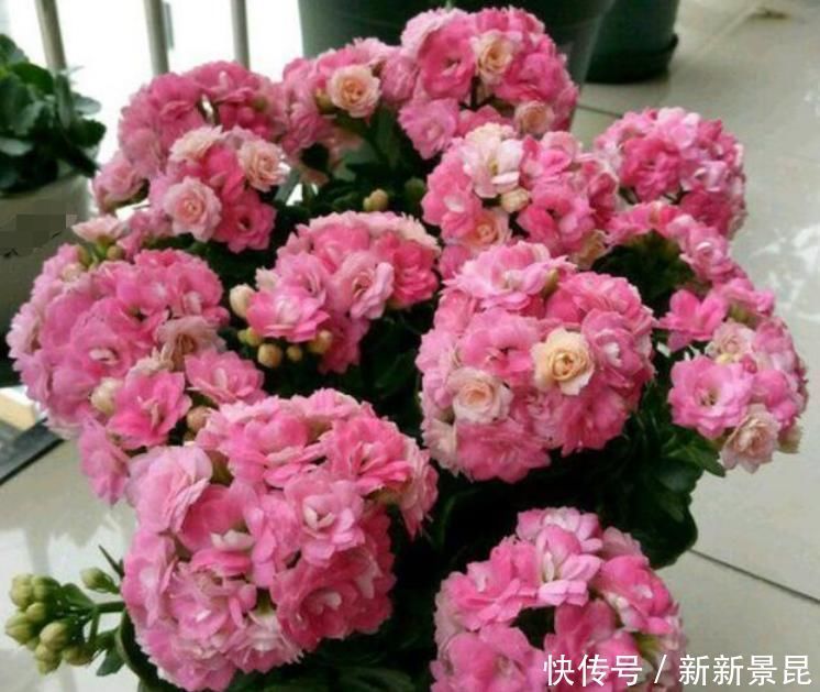 家里养上4种花,全年开花不断,养在阳台,轻松开成花海!