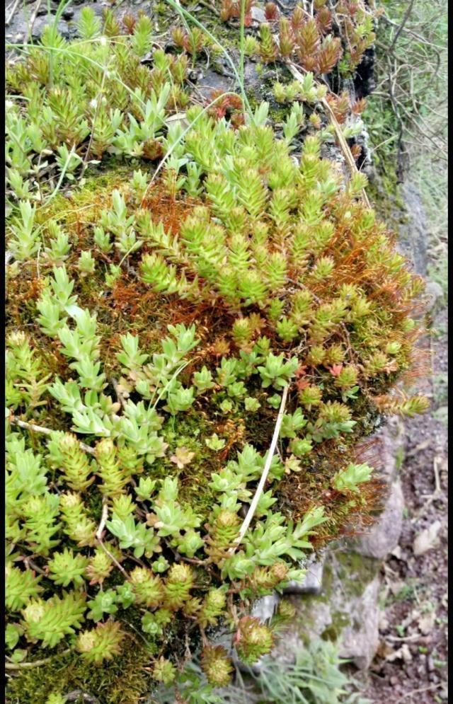 长在缝隙里的它,人称“打不死”,拔了别扔,回家种盆里,美翻天