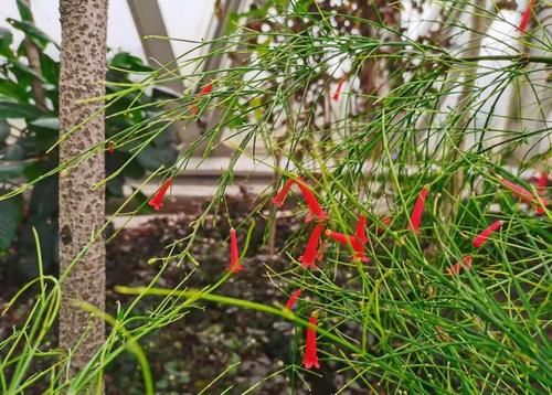 吃过年夜饭、走完亲戚，上海多座公园日游客量超过2万人次