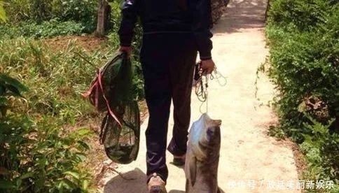 饵料|钓鲢鳙怎么选钓位,用什么饵料效果最好?