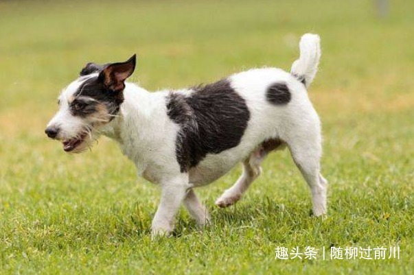 戌年|生肖狗和哪个生肖做夫妻，一生都是“冤家”，但在一起却携手致富