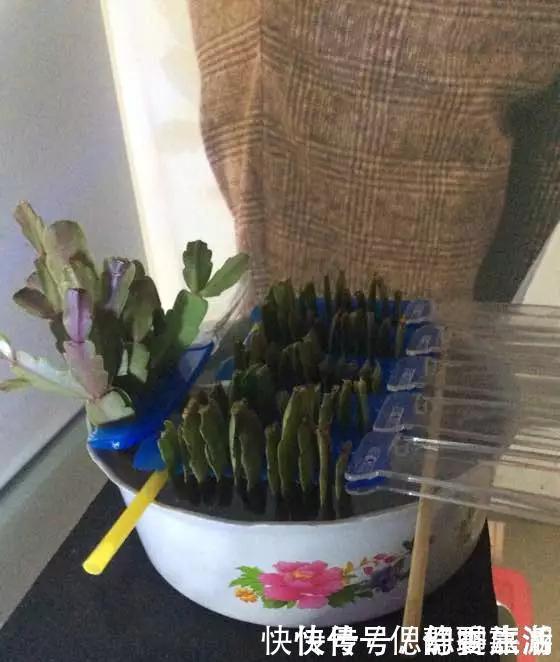 梳子|蟹爪兰插在梳子上，一次50片，大白根呼呼冒，爆盆太过瘾