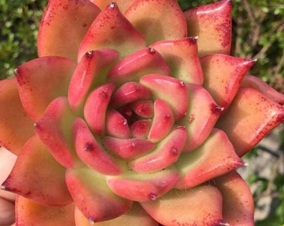 多肉长势差给它喂上“大补肥”，叶片肥又嫩，爆盆不难