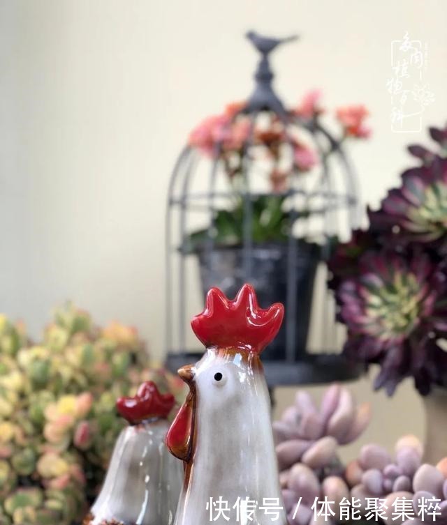 在茜的多肉小院里,花时间种快乐!在茜的多肉小院里,花时间种快乐!