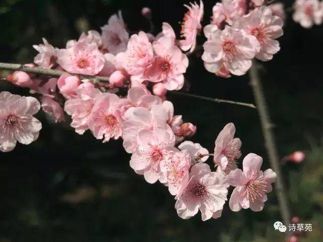 诗词！美景好诗 | 蝶恋花 人生行旅新开始