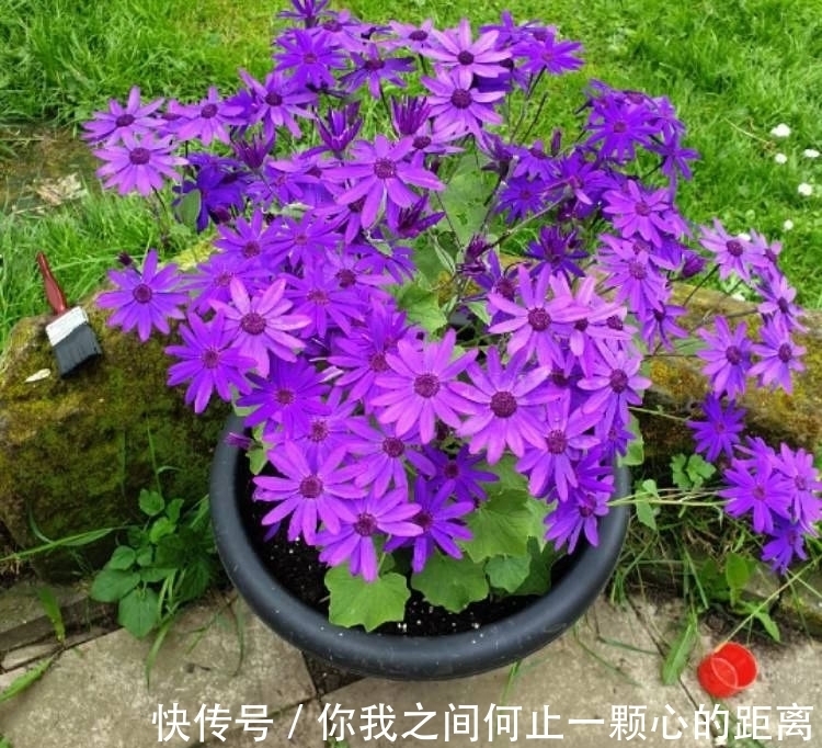 植株|为什么家里的瓜叶菊养一段时间就会枯萎，如何让它开花更久？