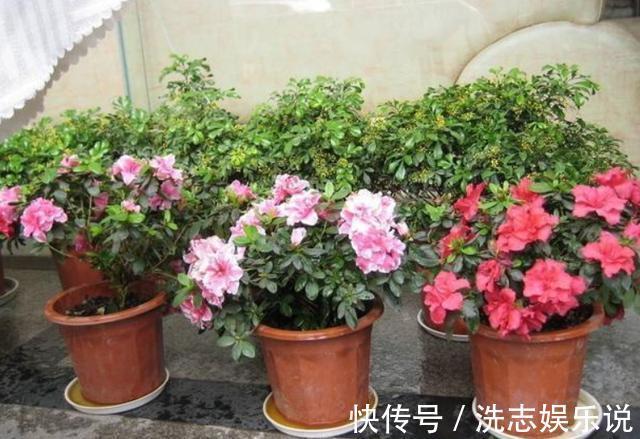 家中有阳台就养3种花，盆栽好养又漂亮，一年四季花开不断
