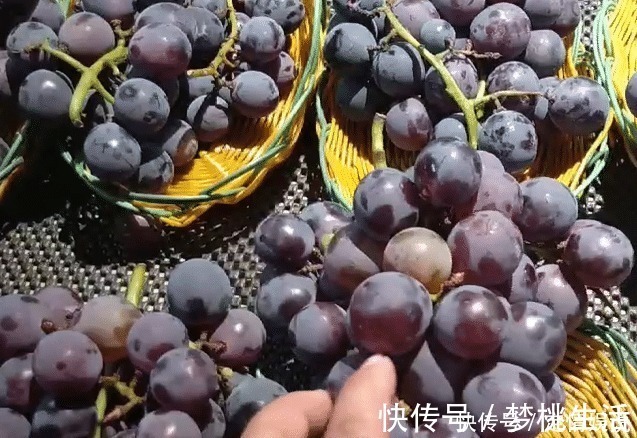 葡萄皮|洗葡萄,只会用盐水就错了!多加2样,虫子乖乖逃走,又快又干净
