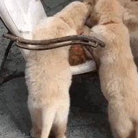 |搞笑GIF:据说刚化完妆的女生都是这样换衣服的