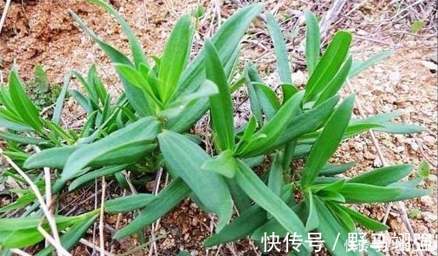 农户|山上一野菜，半个月就可采摘一次，市场一斤卖60元，见到请珍惜