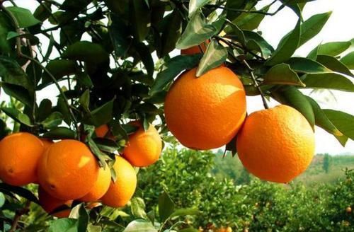 人到中年想长寿，多吃3种食物，气血旺盛、精力充沛、头发亮泽