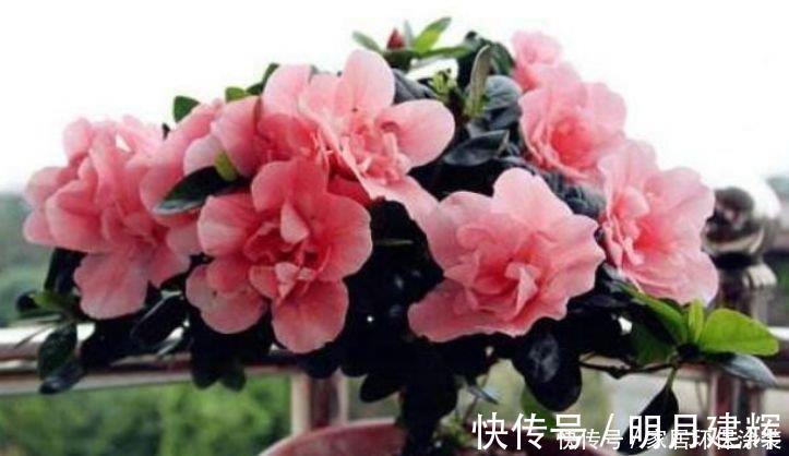 花卉|家养此款花卉,花大色艳胜玫瑰,名字好听开更美,开花漂亮上档次