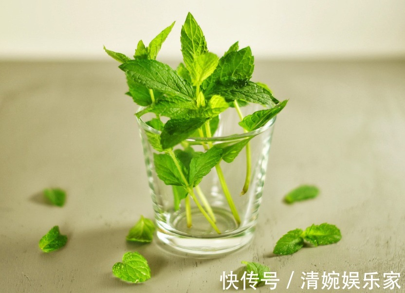 本草纲目|一片薄荷9味药!薄荷的9大顶级妙用,9种不同功效,让你受用一生