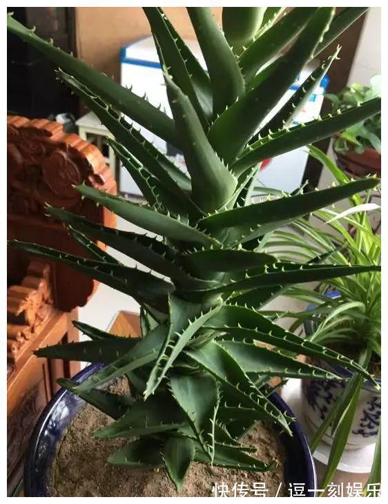 8种绿植，家里养一盆，废气吸光光，净化空气一级棒