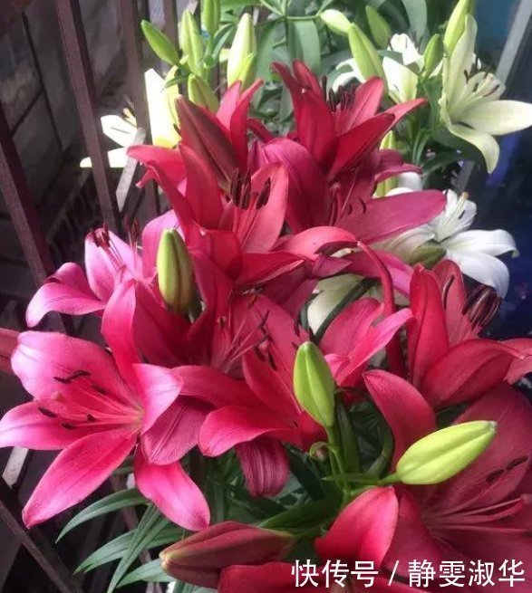 香雪兰|比香水还好闻的3种花，随便养都能爆盆，满屋飘香，花香花更美