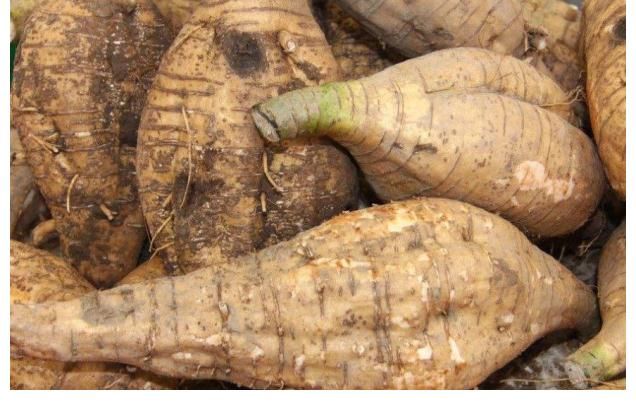 甲状腺|香菜真的能恶化甲状腺结节？听医生解释，常喝一草根水，结节消散