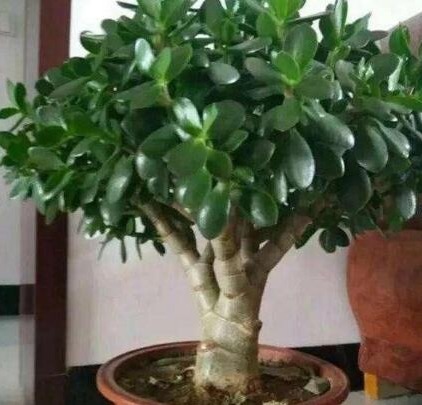 李大姐养玉树，10天浇次“它”，一年就“成老桩”，还能开白花！