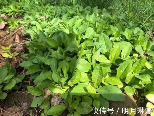 菊科马兰属|曾是民间救饥菜，如今6元一斤成高钾菜，营养比菠菜高，可别错过