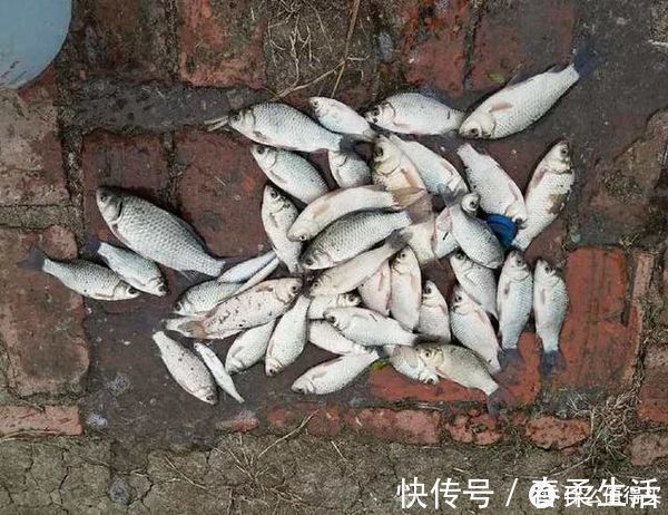 短线|草窝钓鲫鱼总挂底,老钓友教你2招来解决,告别挂底钓大鲫