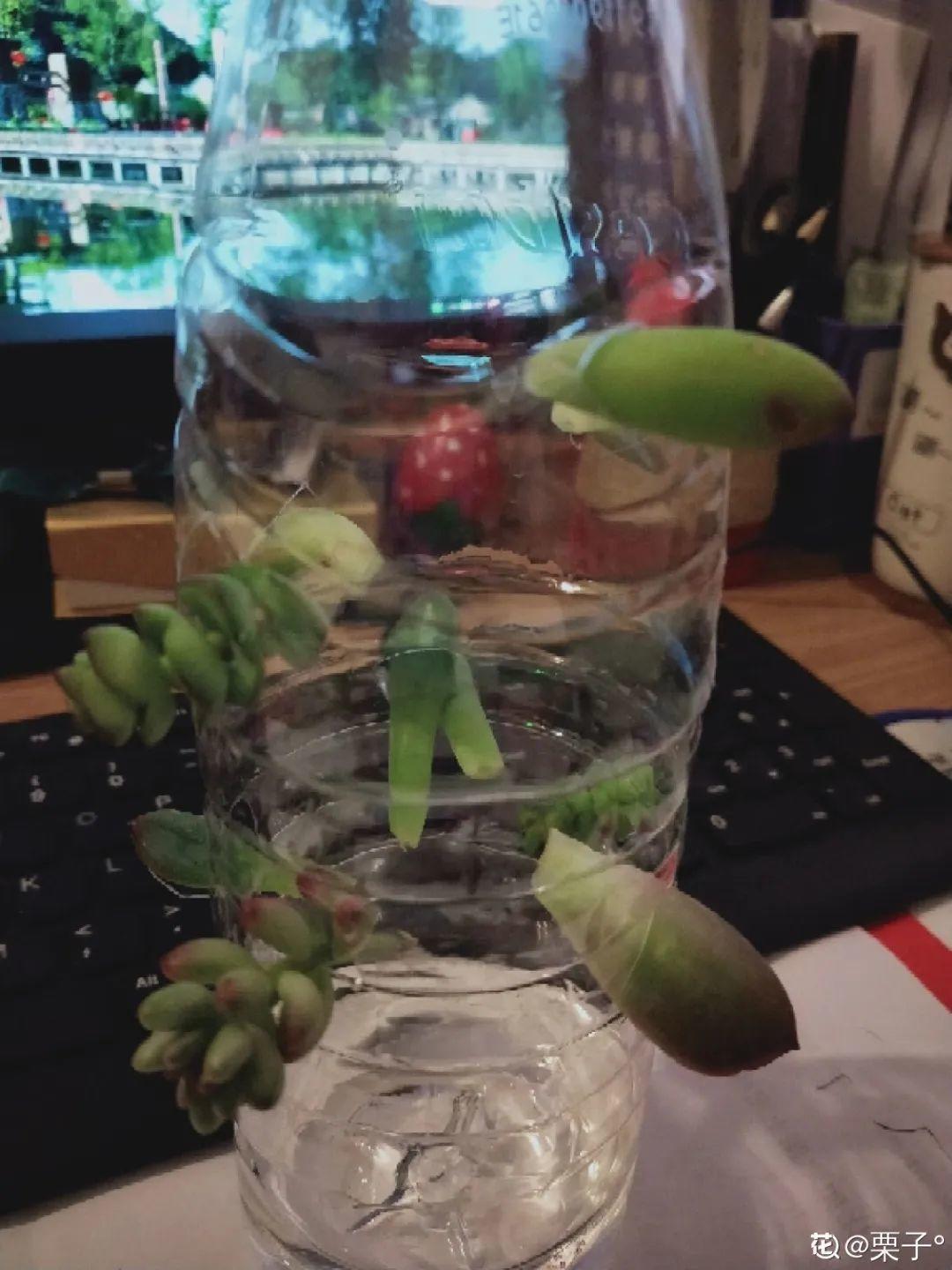 1个塑料瓶,居然有8种养花方法,省钱又好用!