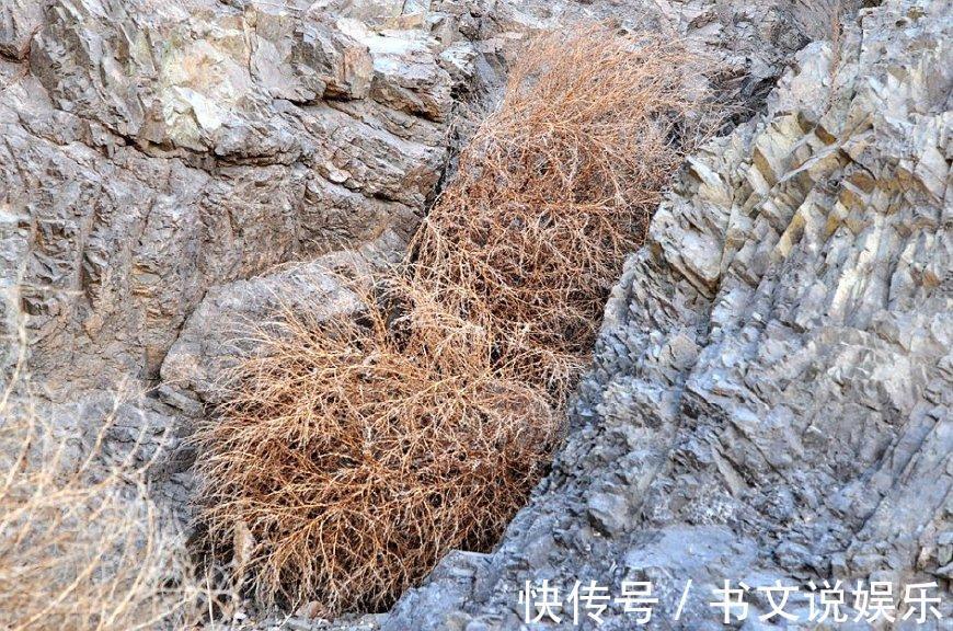 价值|这野草全身是“毛”,假如你见到,可别轻视或除掉,价值很高