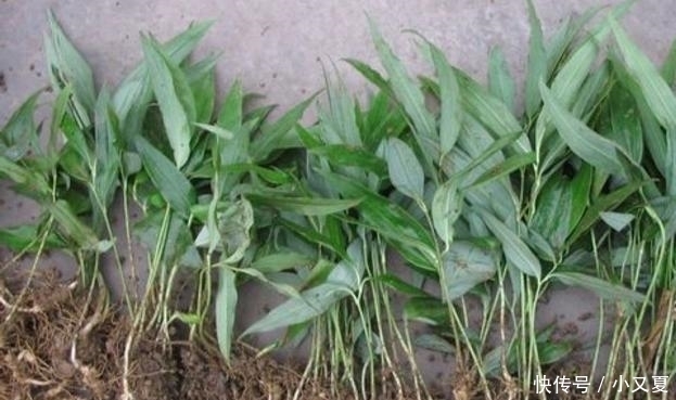 前景|这5种中药材功效多、市场需求大、种植前景好! 想致富不妨试试!