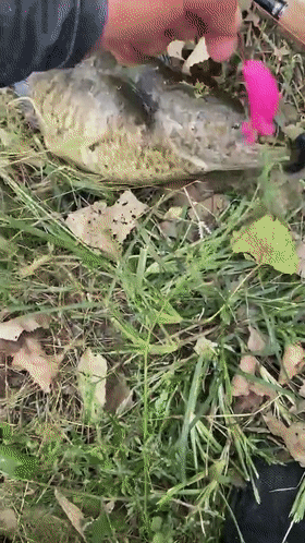 这鱼吃不得?广州钓友钓了条大黑鱼,钓友:越看越奇怪,赶紧丢了