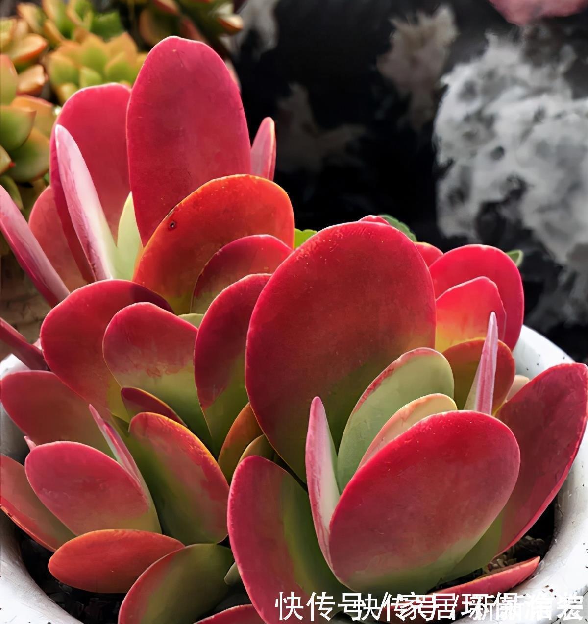 多肉|多肉唐印的变红小妙招，颜色鲜艳的秘密，分享给你