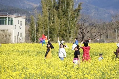 【醉美吕田】黄花风铃璀璨开满山！鹰嘴桃花粉嫩涨满屏！油菜花灿烂铺满地！