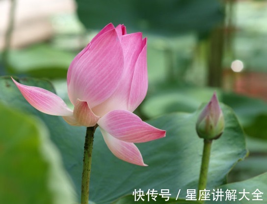 桃花|9月上旬，吉星照耀，4属相桃花旺盛，生意兴隆，未来福气满满