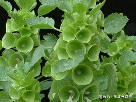 植株|此花,花似贝壳,人称”环保小高手“,养护有道,花开串串